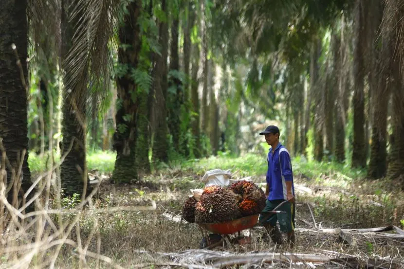 PalmCo Pimpin Upaya Peningkatan Produktivitas Sawit Rakyat Melalui Kemitraan Strategis