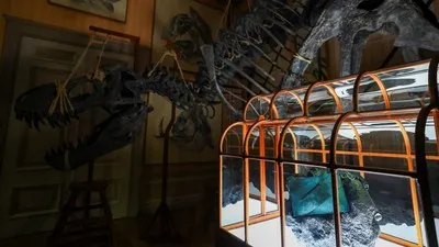 Tas Mewah dari Kolagen Dinosaurus: Inovasi Bioteknologi untuk Material Berkelanjutan