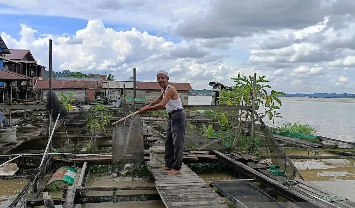 Ikan Nila Loa Kulu: Bangkit dari Krisis, Dongkrak Ekonomi Kaltim Lewat Budidaya Modern