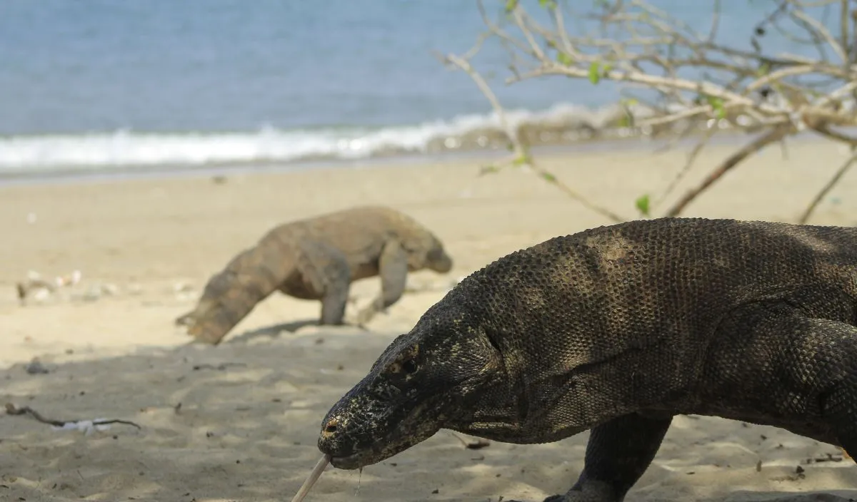 Atasi Keterbatasan Kuota TN Komodo, BTN Ajak Wisatawan Jelajahi Pesona Lain Flores