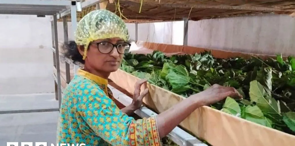 Dari Ilmuwan Menjadi Petani Sutra: Pembaruan Industri Sutra India