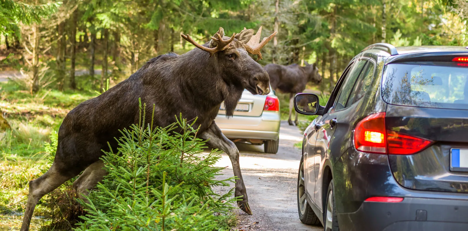 Mobil Rusak Akibat Tabrak Moose, Dagingnya Dicuri Orang Tak Dikenal