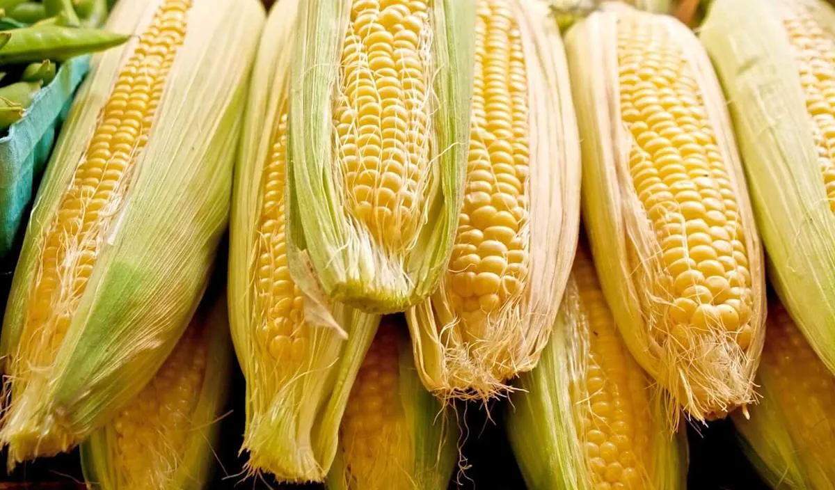 Harga Jagung Menguat di Pertengahan Hari Senin