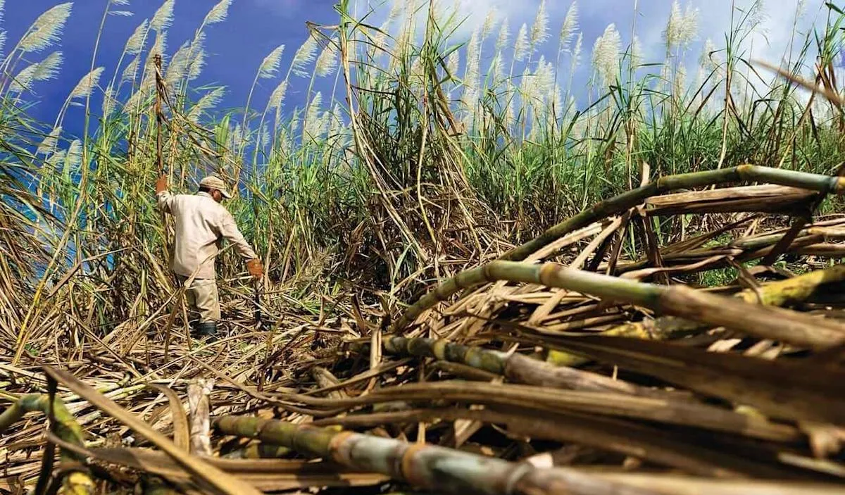 Harga Gula Anjlok Akibat Pelemahan Etanol Picu Peningkatan Produksi Gula