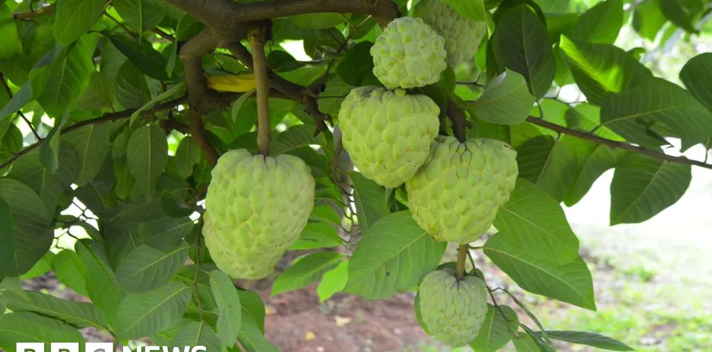 Buah 'Custard Apple' Menjanjikan: Solusi Pertanian di Tengah Kekeringan dan Inovasi Varietas
