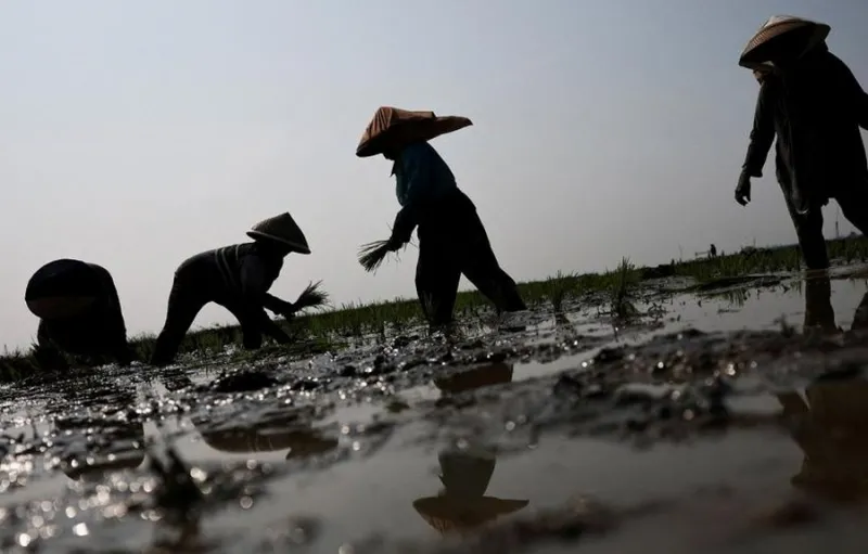 El Niño dan Perubahan Iklim Mengancam Ketahanan Pangan Global