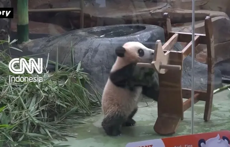 Anak Panda Pertama Indonesia, Rio, Debut di Taman Safari Cisarua