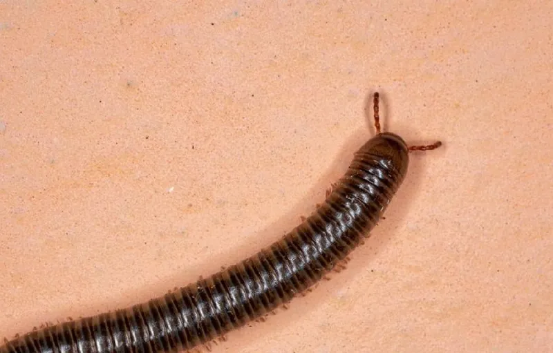 Terungkapnya Misteri Arthropleura, Kaki Seribu Raksasa 2,6 Meter Setelah 170 Tahun