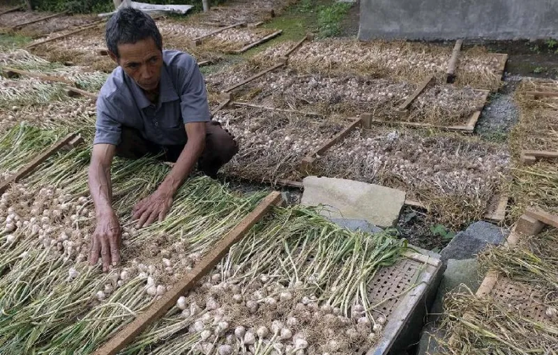 Pemerintah Siapkan Rp400 Miliar untuk Swasembada Bawang Putih dalam 3-4 Tahun