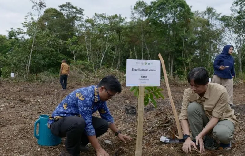Restorasi Ekosistem Batang Toru Dimulai untuk Selamatkan Orangutan Tapanuli yang Tersisa 800 Ekor