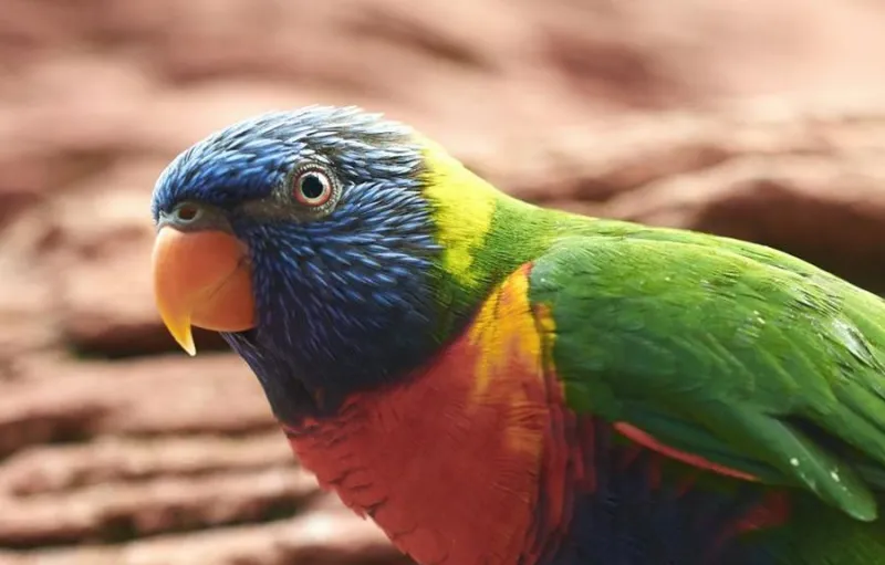 Burung Nuri Dahi Biru yang Sangat Langka Ditemukan Kembali di Pulau Buru Setelah Hilang Hampir 100 Tahun