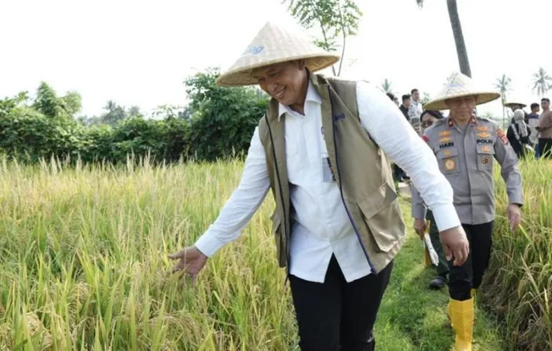 Bulog Pastikan Penyerapan Gabah Petani Berjalan Sepanjang Tahun