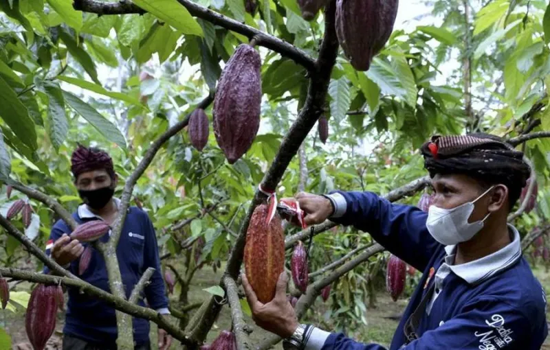 Belarus Ajukan Permintaan Pasokan Kakao dan CPO dari Indonesia