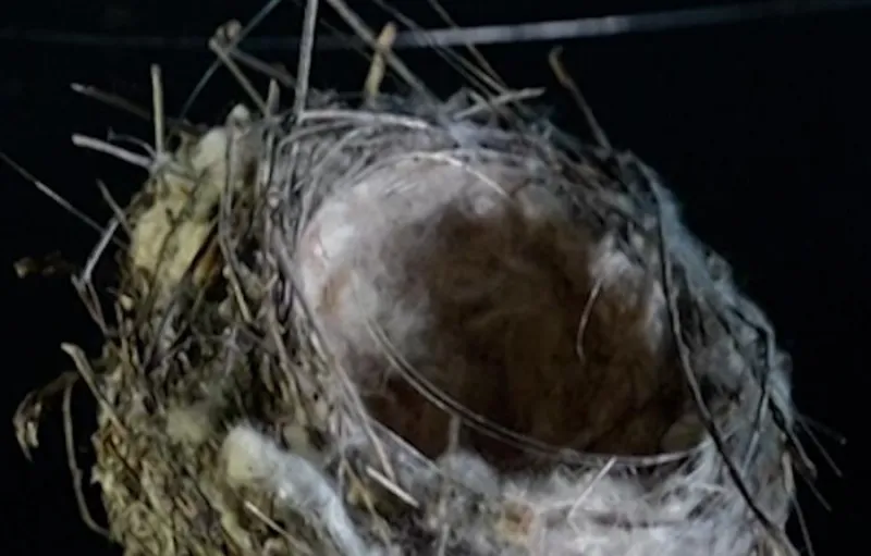 Sarang Burung dari Kabel Drone Ditemukan di Garis Depan Perang Ukraina