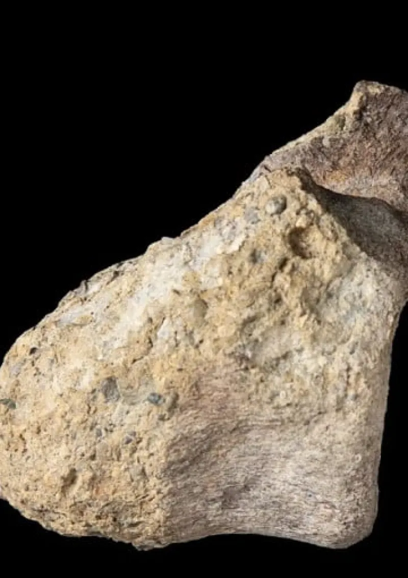 Fosil Dinosaurus Pertama Antartika Ditemukan Setelah Tersimpan 40 Tahun