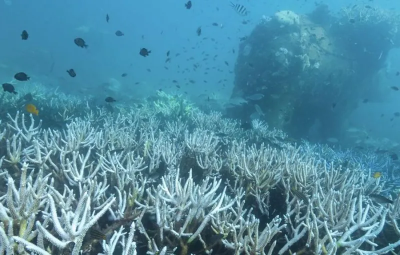 Suhu Permukaan Laut Global Lampaui Rekor Sebelumnya, Catat Puncak Baru di Juni 2026