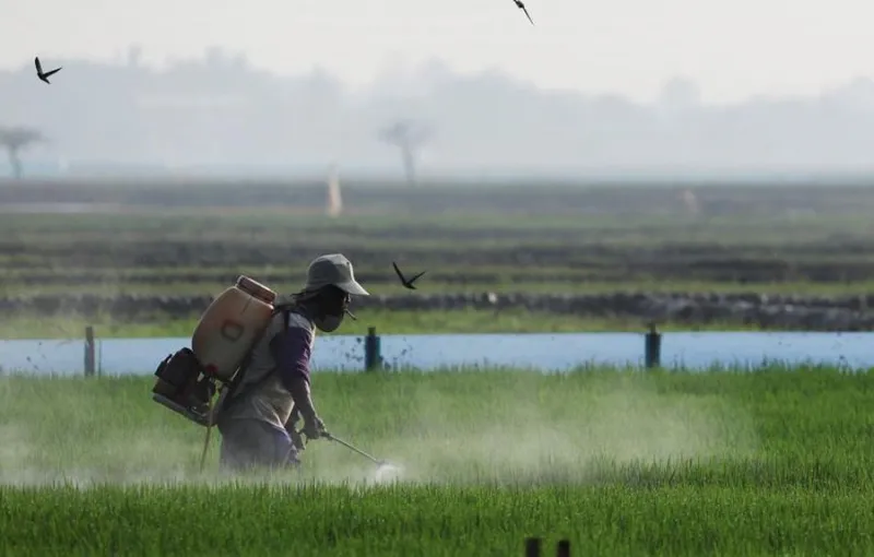 BMKG: El Nino Berpotensi Berdampak Signifikan Hingga Oktober 2026