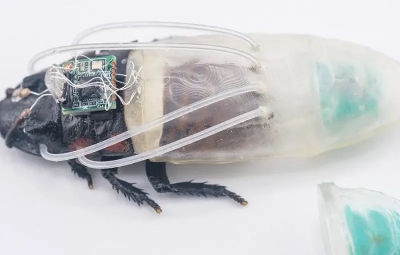 Ilmuwan Kembangkan Kecoa Cyborg Mampu Menyelam 3 Jam untuk Misi Bencana