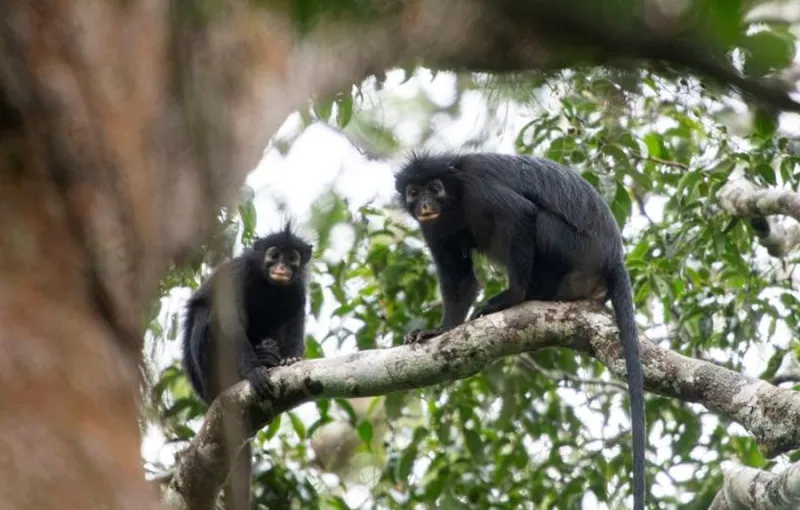 Spesies Monyet Baru 'Likweli' dengan Ciri Unik Ditemukan di Kongo