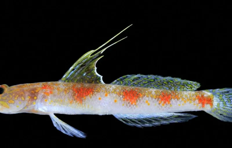 BRIN Mengidentifikasi Spesies Baru Ikan Gobi Udang di Perairan Banyuwangi