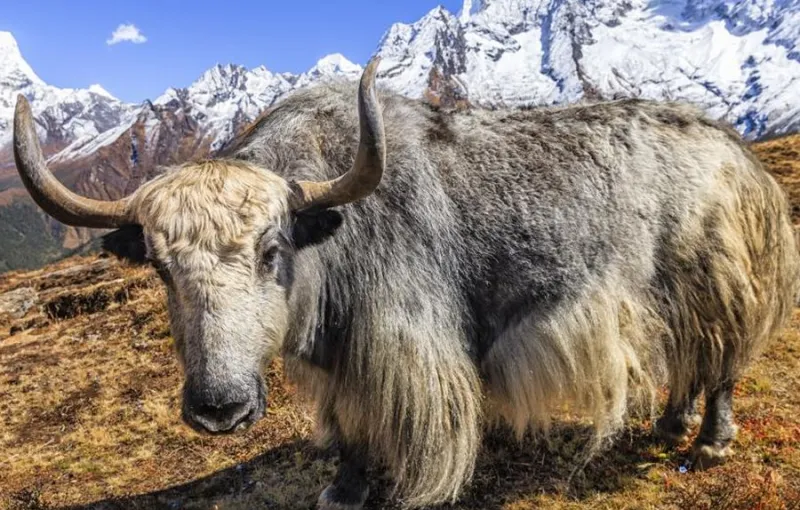 Ilmuwan China Kloning Yak Tibet untuk Konservasi dan Peningkatan Industri