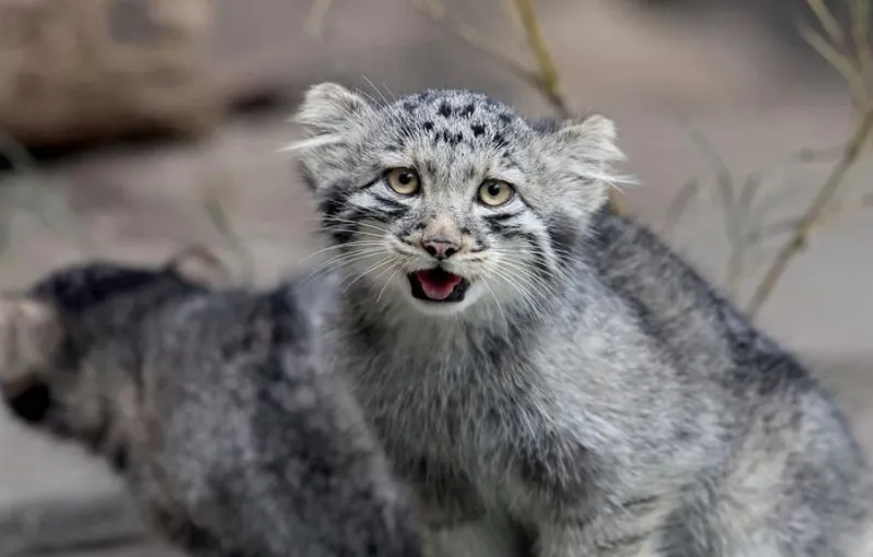 Video YouTube Ungkap Keberadaan 'Hantu Gurun' Kucing Pasir di Libya