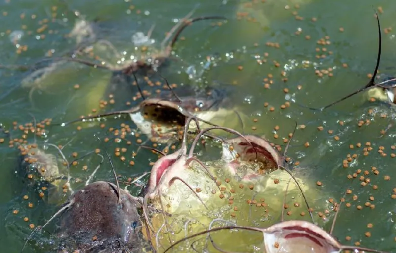 Ilmuwan Ungkap Kasus Kanker Menular Pertama pada Ikan Lele