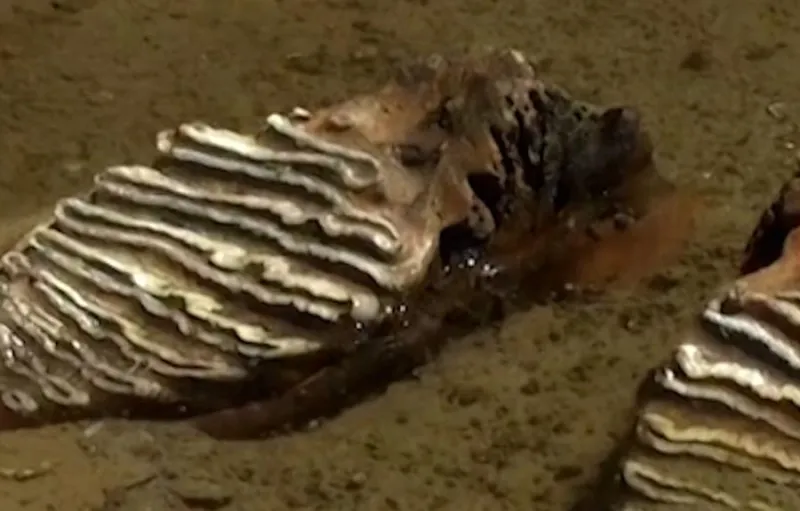 Fosil Mammoth Ditemukan di Bulgaria Akibat Surutnya Sungai Danube