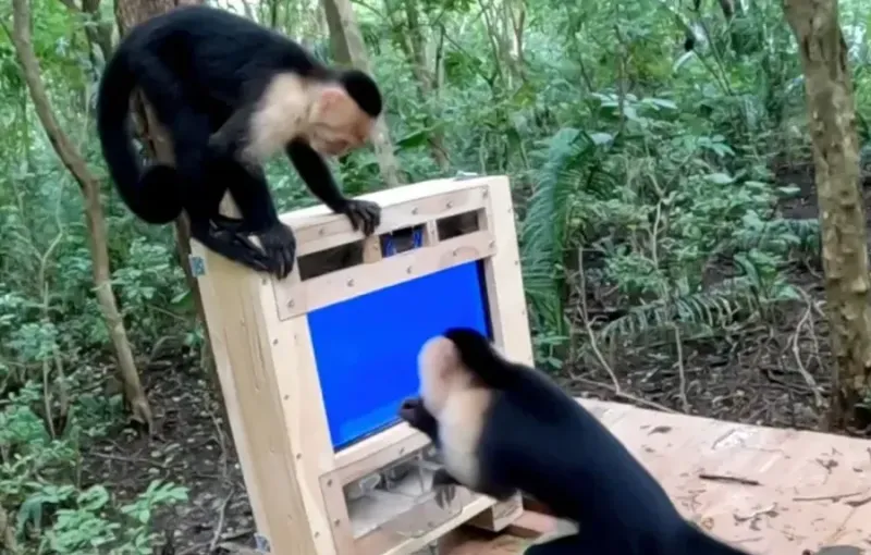 AI Digunakan untuk Memahami Kognisi Monyet Liar di Habitat Asli