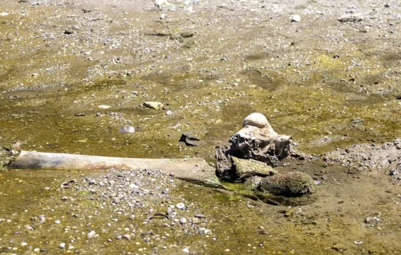 Penampakan Fosil Mammoth di Bulgaria Akibat Surutnya Sungai Danube