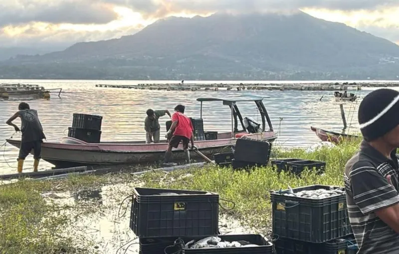 BRIN Duga Pencampuran Kolom Air Picu Kematian Massal Ikan di Danau Batur
