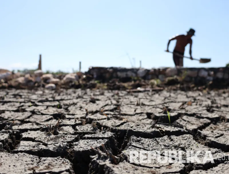Stok Beras Nasional Dipastikan Aman Meski Lahan Pertanian Terkena Dampak Kekeringan