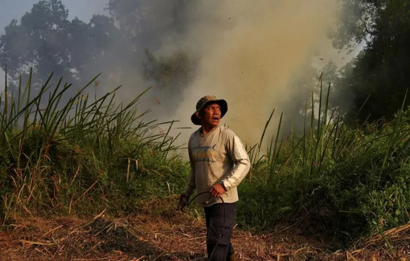 Pakar: El Nino Mempercepat Karhutla, Bukan Penyebab Tunggal