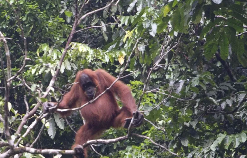Populasi Orangutan Sumatera Menurun Hampir 20 Persen dalam Satu Dekade
