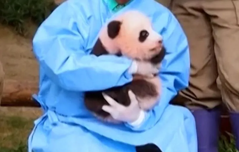 Kebun Binatang Korea Selatan Rayakan 100 Hari Panda Raksasa dengan Nama Shu Bao