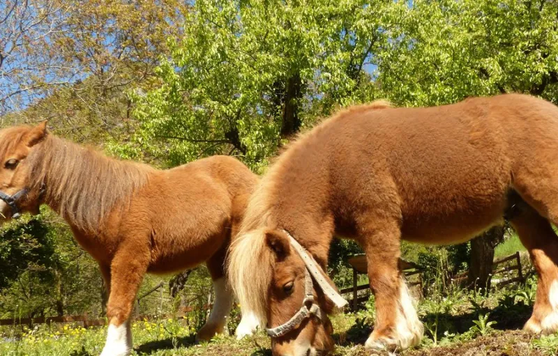 Peneliti China‑AS Rekonstruksi 3D Kuda Purba Equus ovodovi