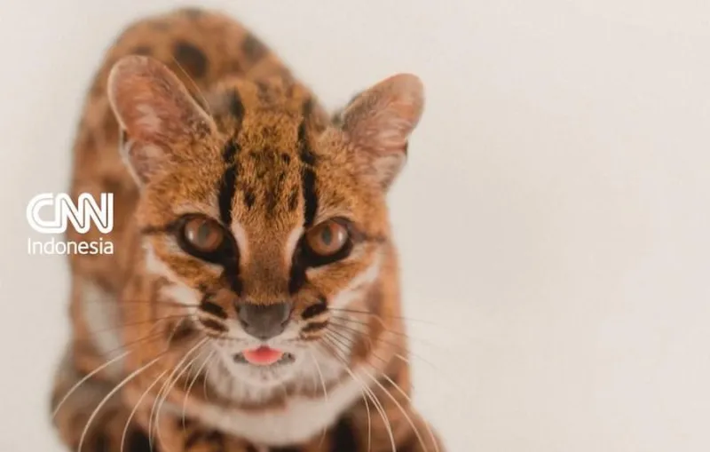 Spesies Kucing Baru Ditemukan di Hutan Yungas, Bolivia Setelah 100 Tahun