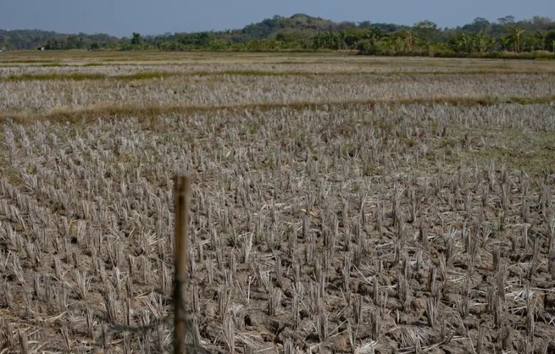 El Nino 2026 Perpanjang Kemarau, 1.637 Titik di Indonesia Tanpa Hujan Lebih dari 60 Hari