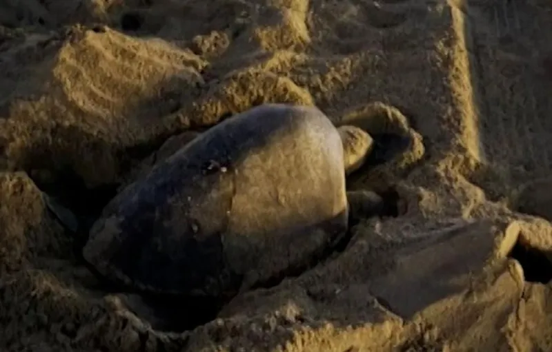 Penyu Laut Langka Bertelur di Pantai California