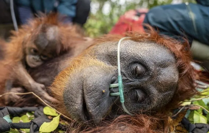 Kebakaran Hutan Ancam Populasi Orang Utan Kalimantan