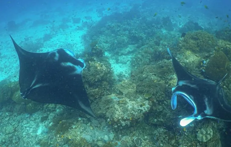 Manta Impact Bond Dirancang untuk Dukung Konservasi Pari Manta di Raja Ampat