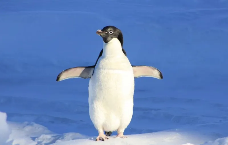 Peneliti Mengidentifikasi Spesies Penguin Gentoo Baru