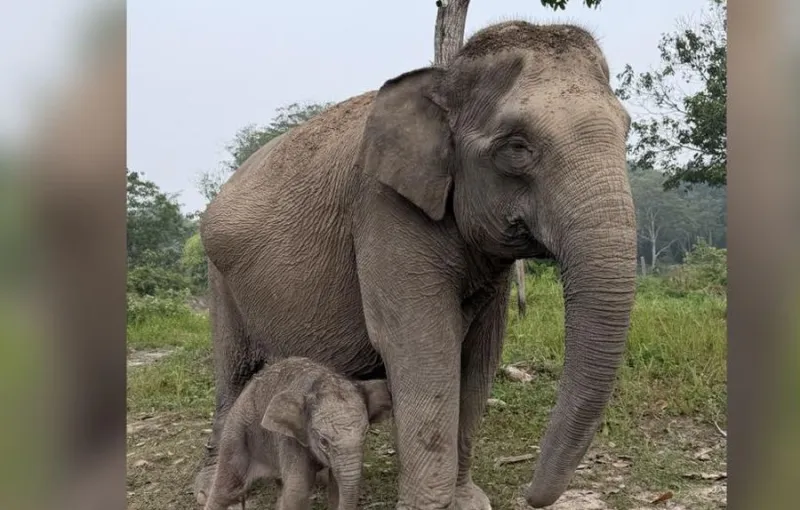 Gajah Lisa Melahirkan Anak Jantan di Taman Nasional Tesso Nilo