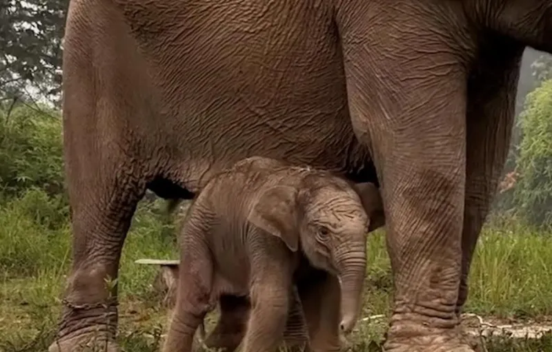 Gajah Sumatra Lisa Melahirkan Anak Jantan di Tesso Nilo