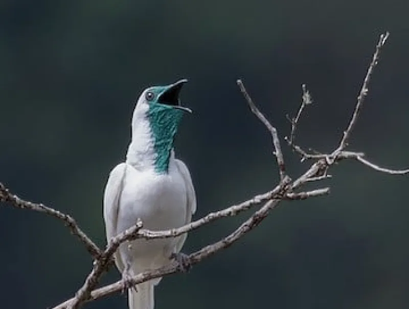 Dua Spesies Burung Tercatat Menghasilkan Suara di Atas 120 Desibel
