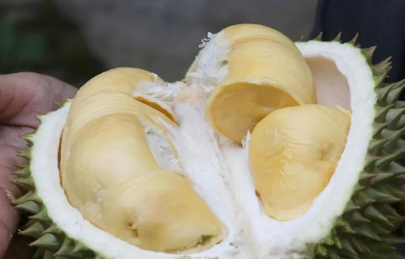 Thailand Manfaatkan AI untuk Meningkatkan Kualitas Durian