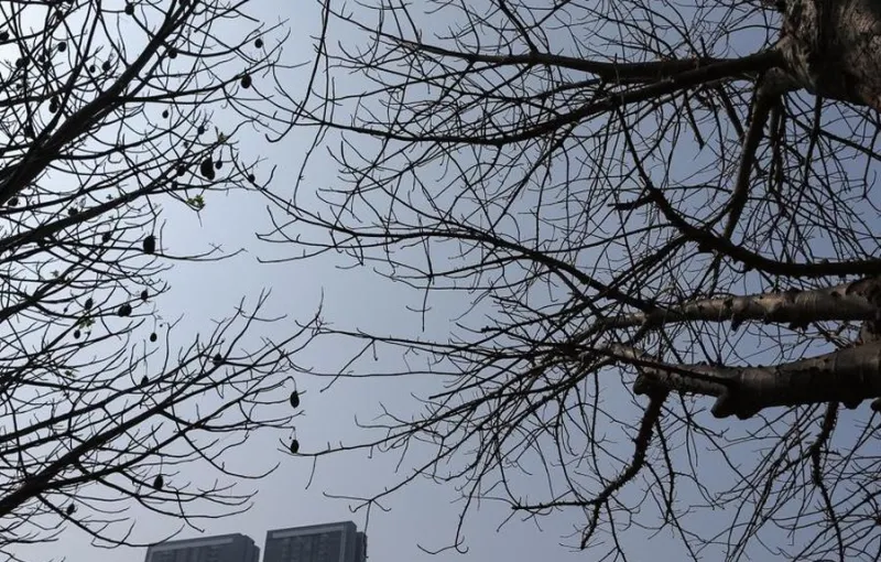 Peneliti Prediksi Super El Niño Berisiko Picu Kekeringan dan Tekan Harga Pangan