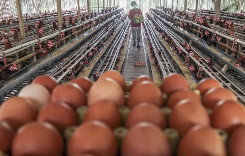 Harga Telur di Bawah HAP, Peternak Mengaku Merugi