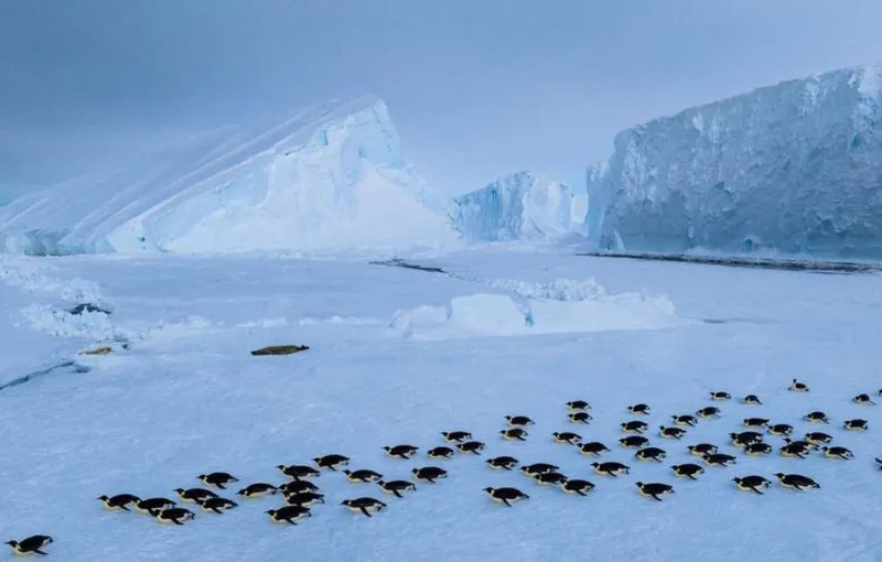 Populasi Penguin Chinstrap di Zavodovski Turun Dua Pertiga