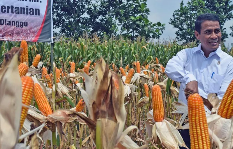 Bulog Diminta Menjaga Stok Jagung Pakan 250 Ribu Ton pada September-Desember